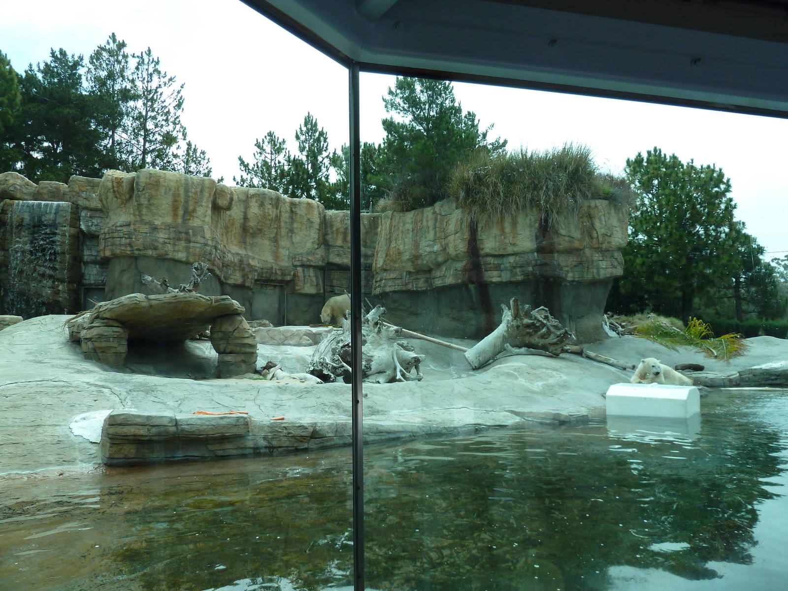 Polar Bear Exhibit