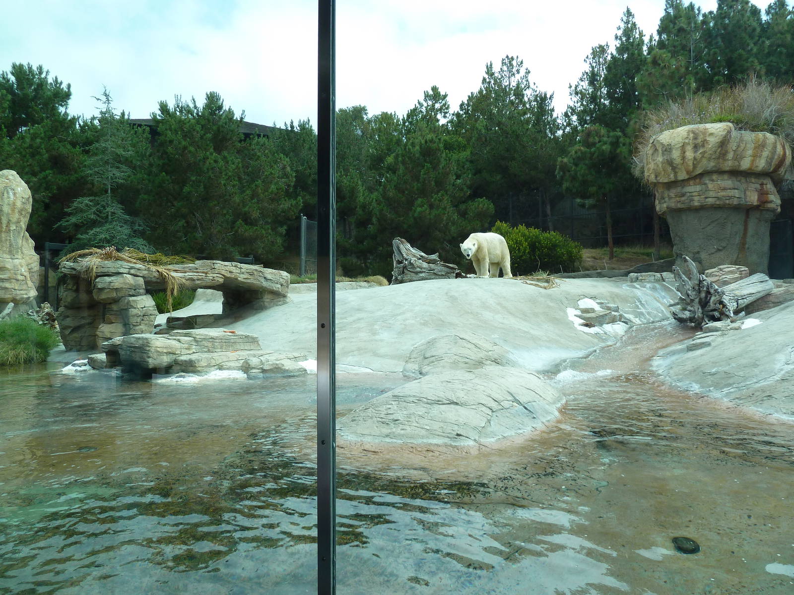 Polar Bear Exhibit