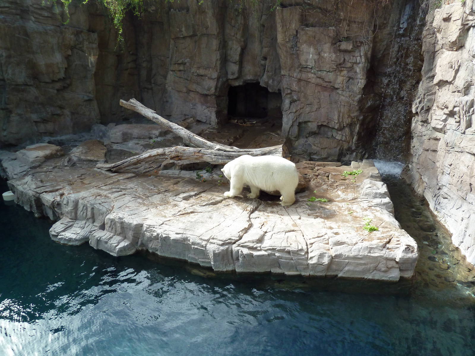 Polar Bear Exhibit