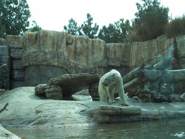 polar bear exhibit