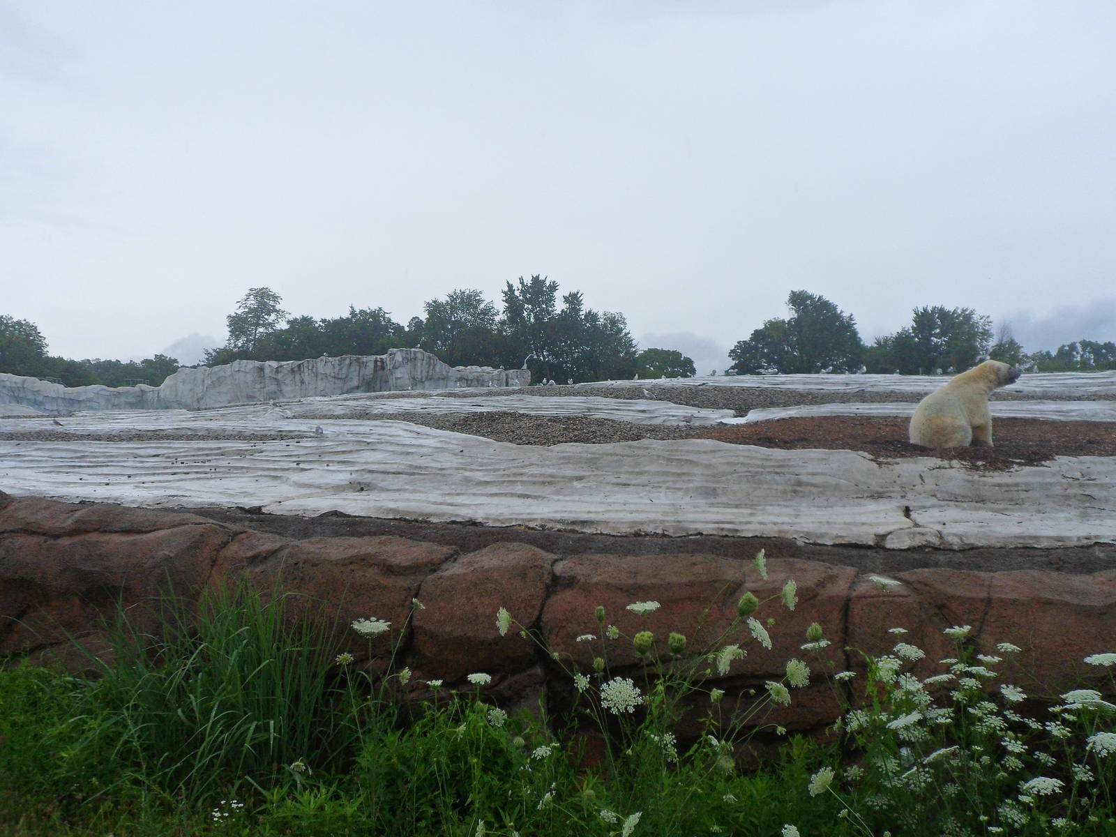 Polar Bear Exhibit