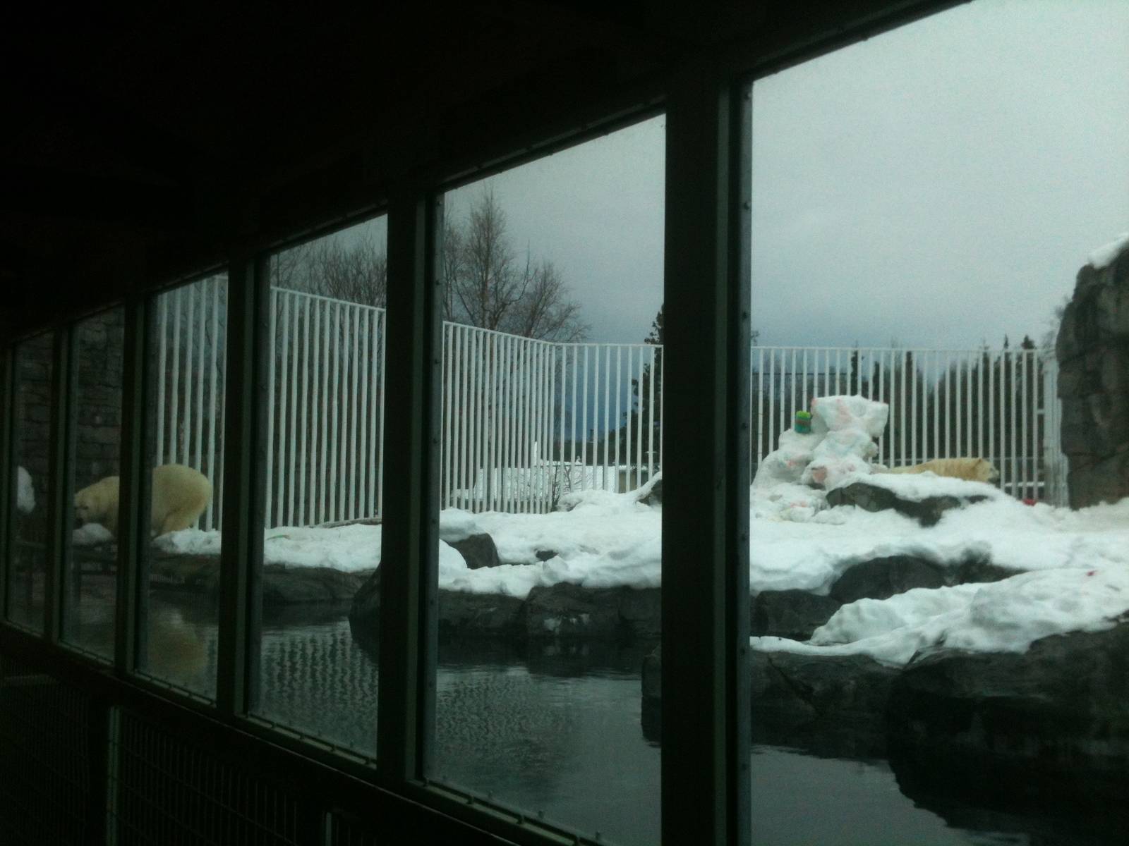 Polar Bear Exhibit
