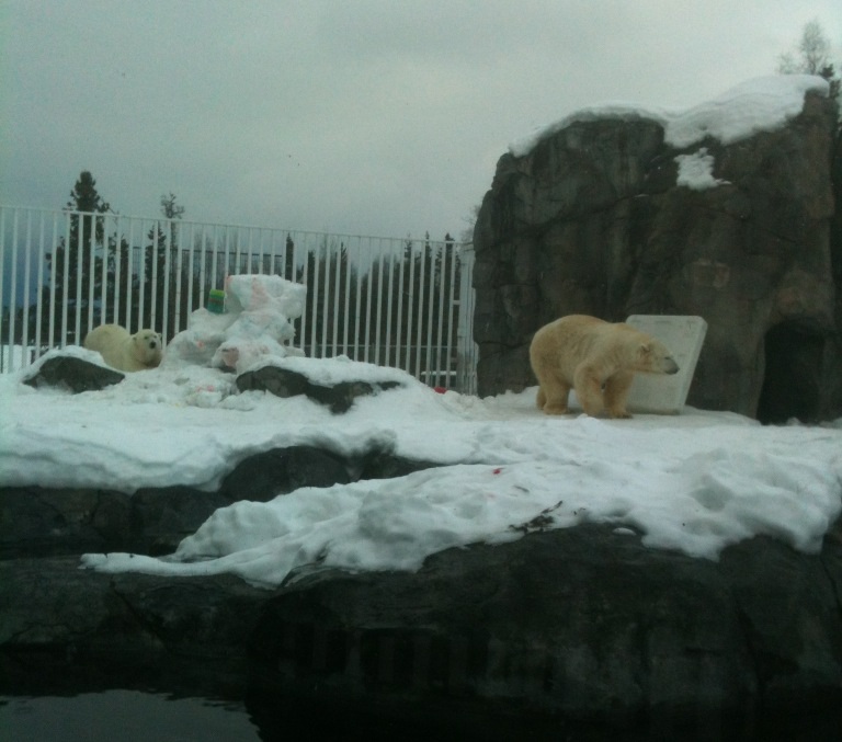 Polar Bear Exhibit