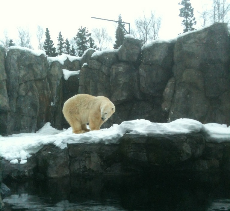 Polar Bear Exhibit