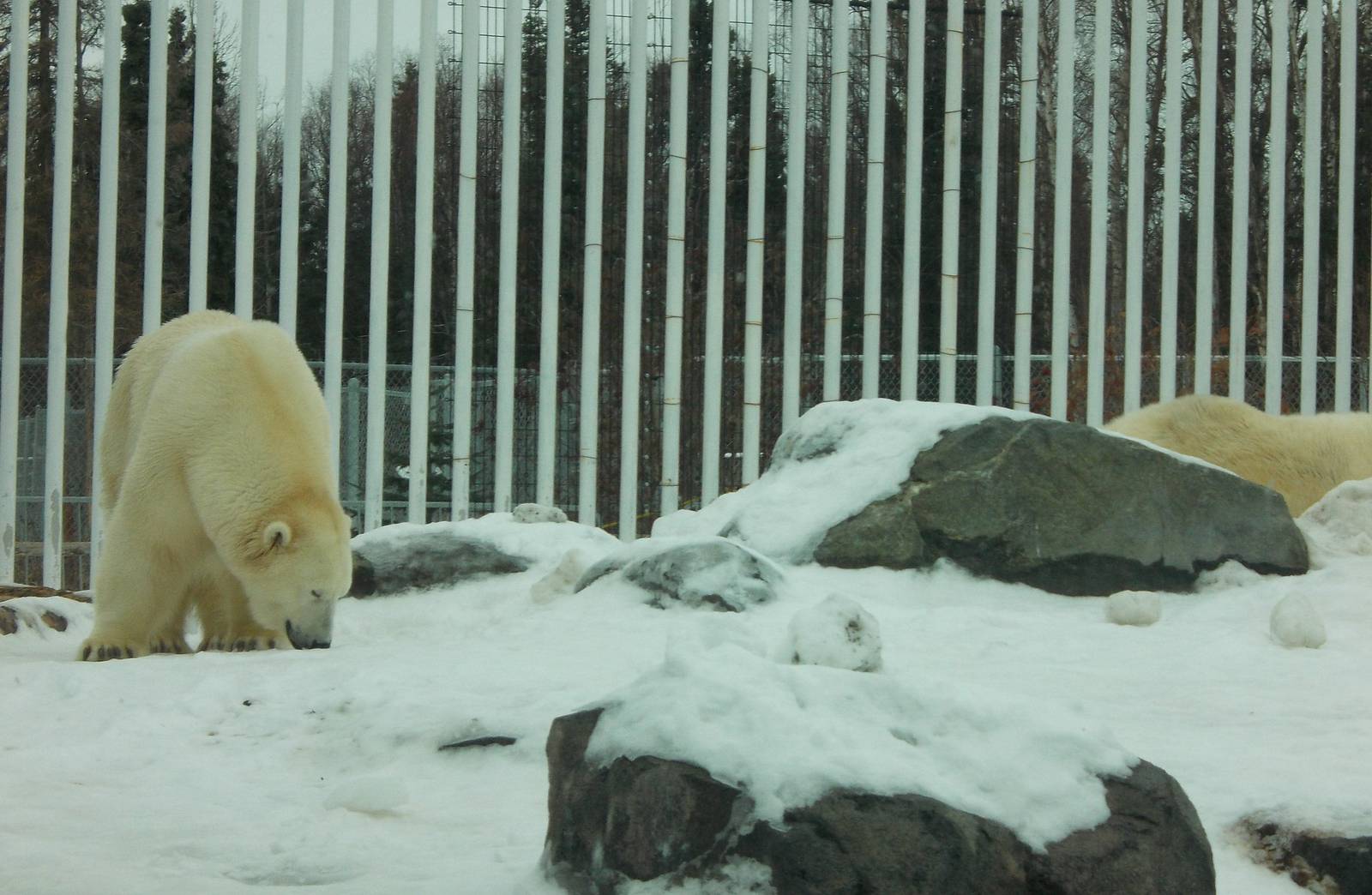 Polar Bear Exhibit