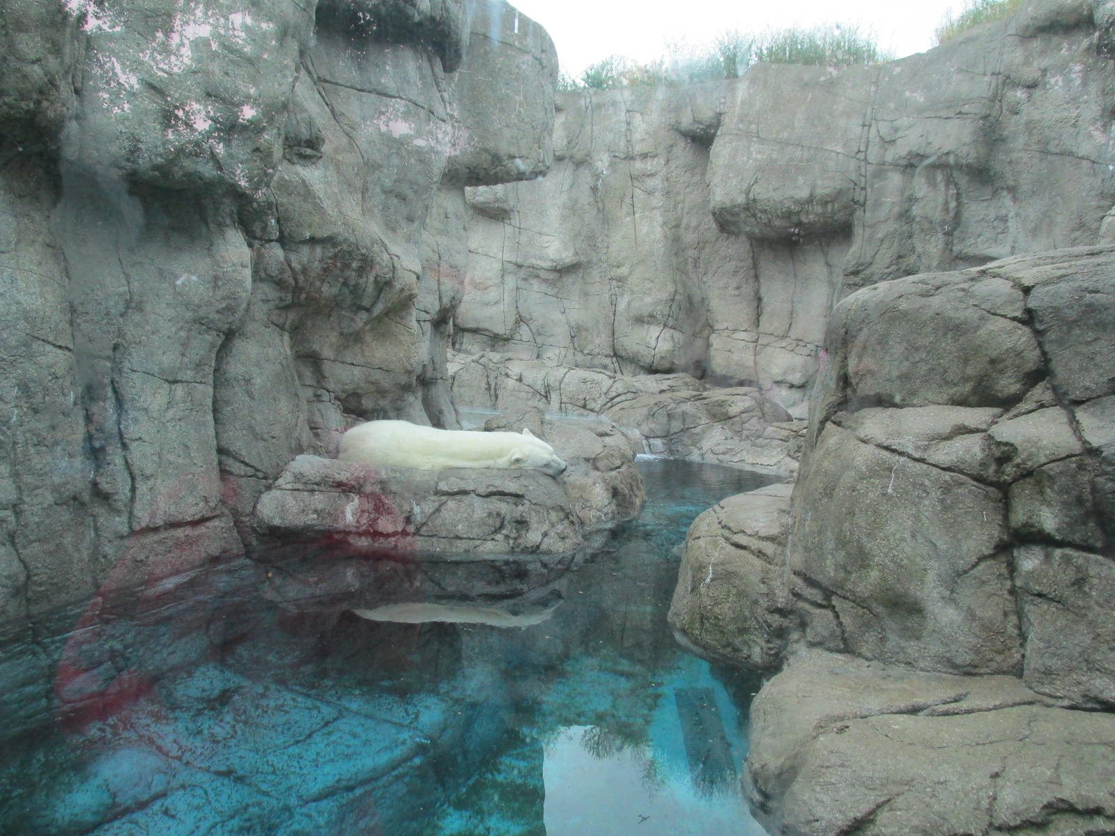 Polar Bear Exhibit