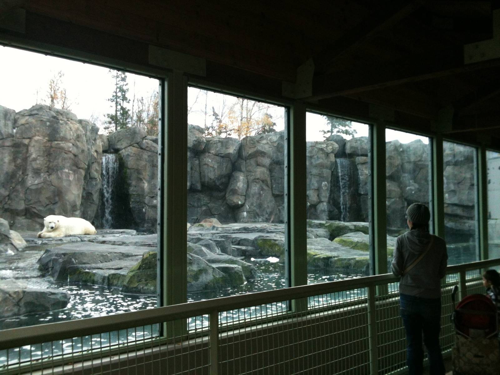 Polar Bear Exhibit