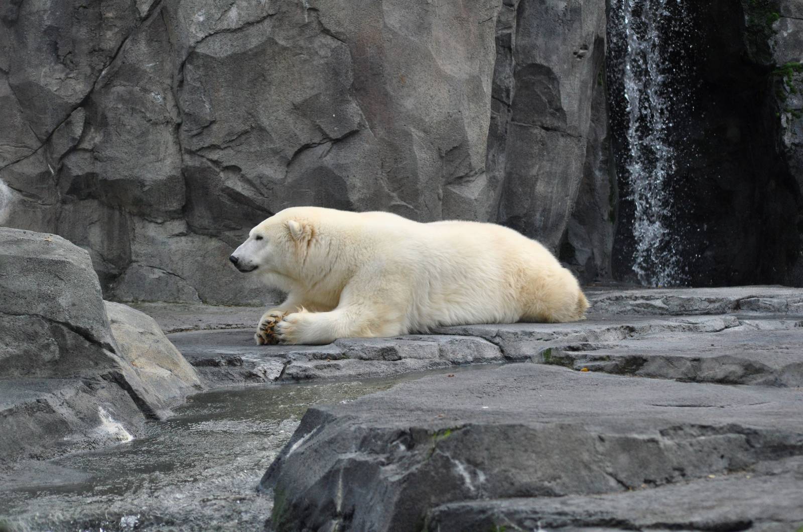 Polar Bear Exhibit