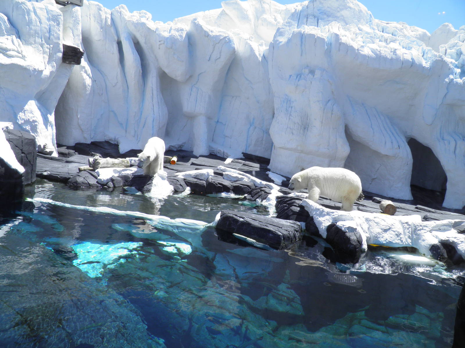 Polar Bear Exhibit