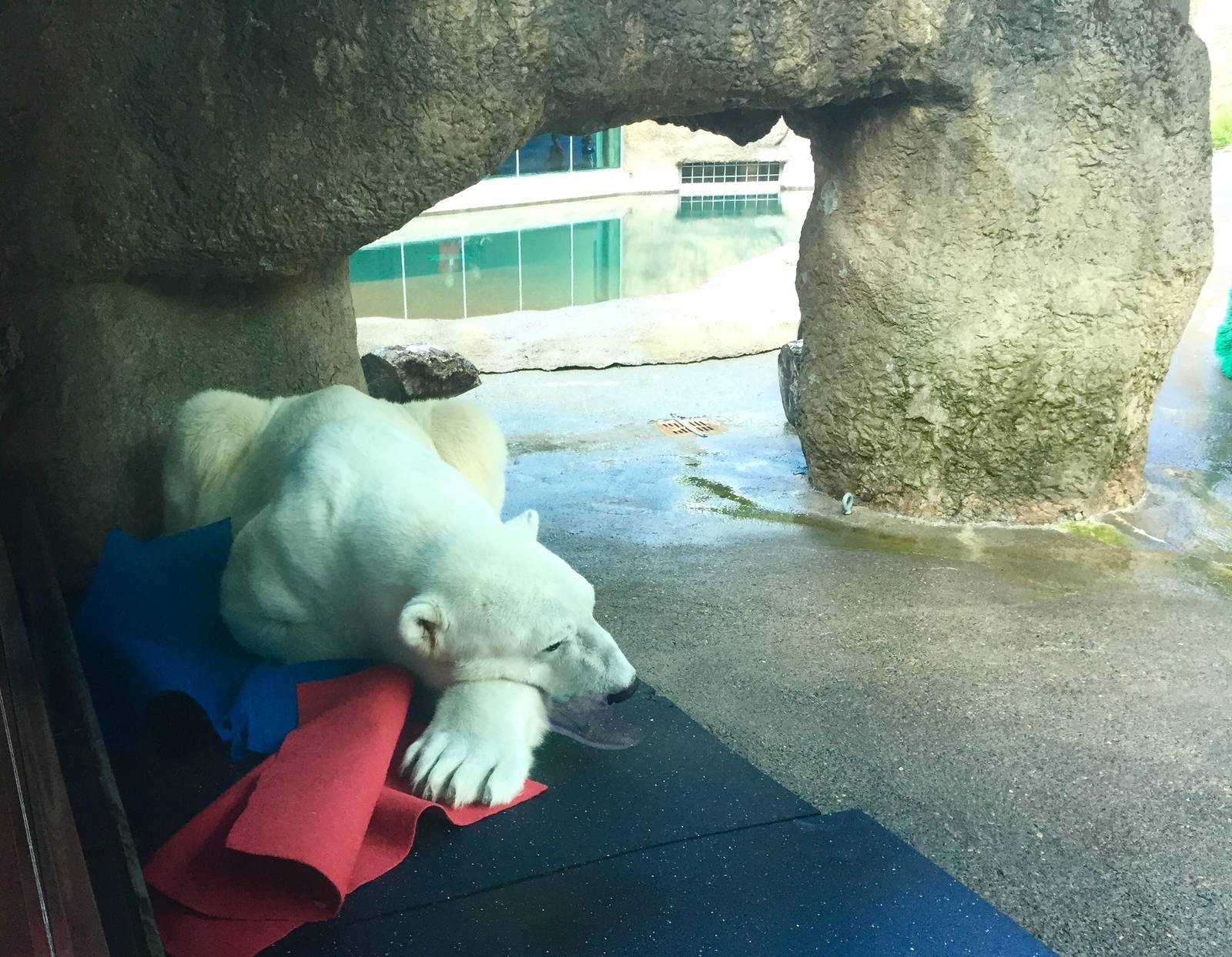 Polar Bear Exhibit