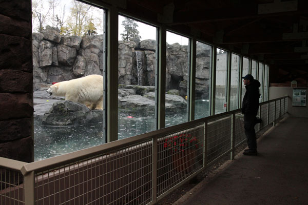 polar bear exhibit
