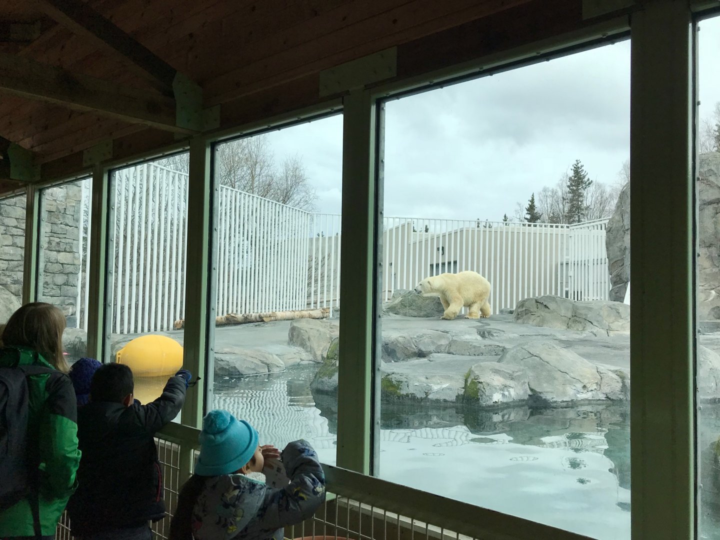 Polar Bear Exhibit