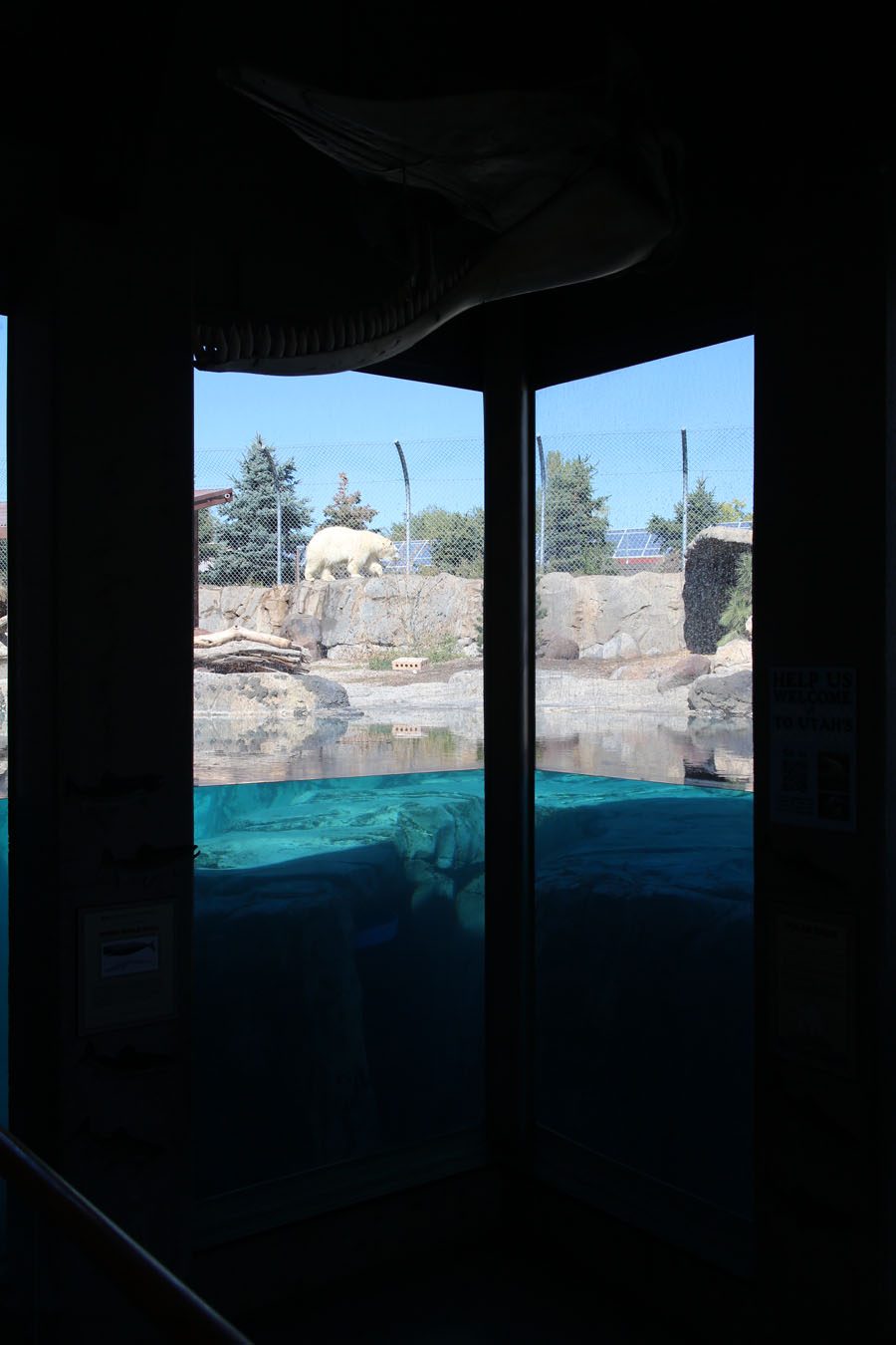 polar bear exhibit