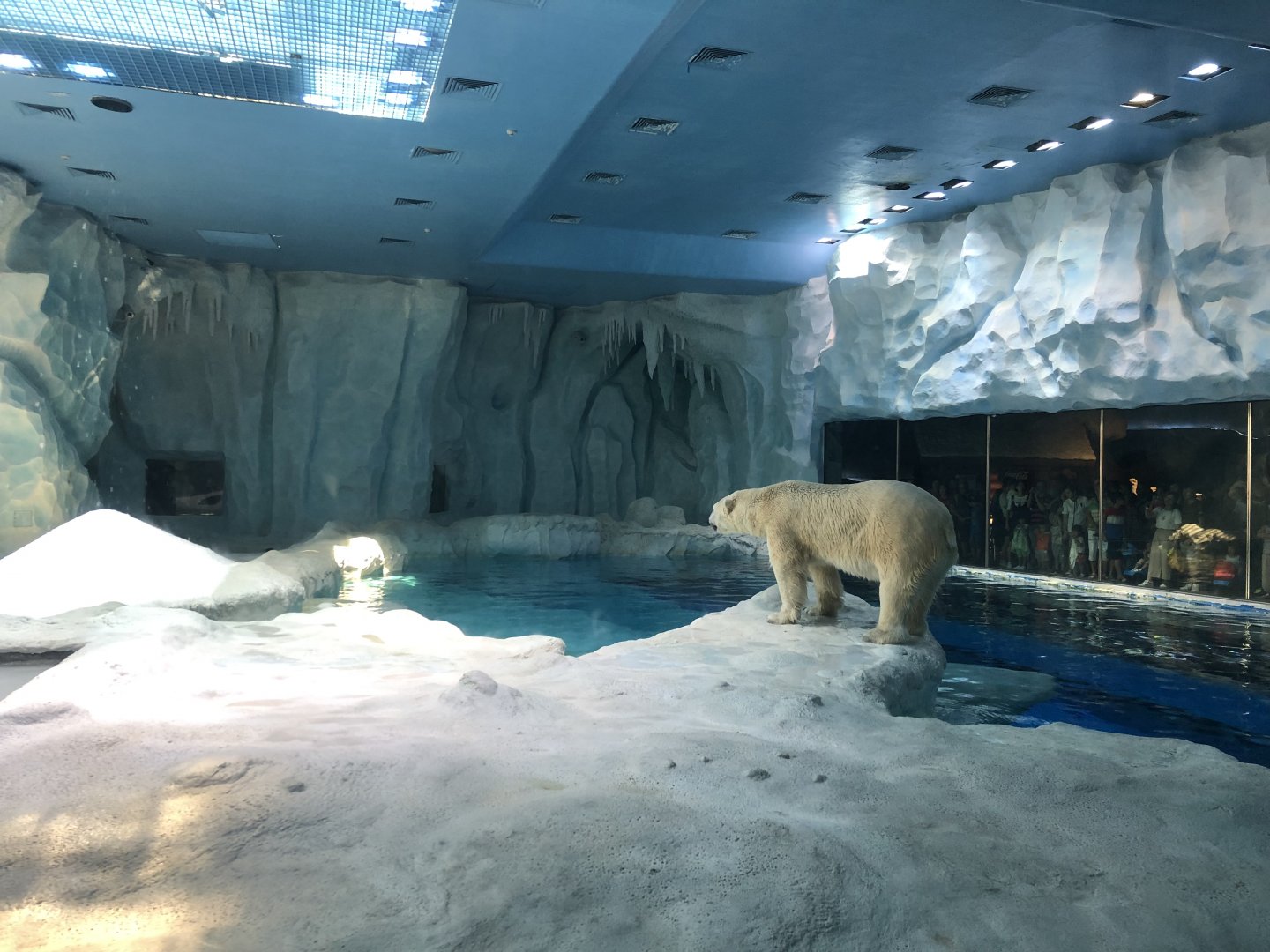 Polar Bear Exhibit