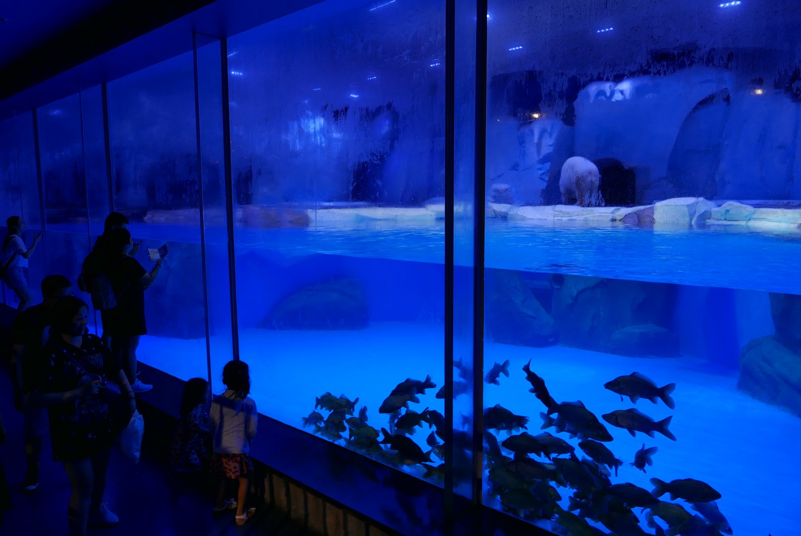 Polar Bear Exhibit