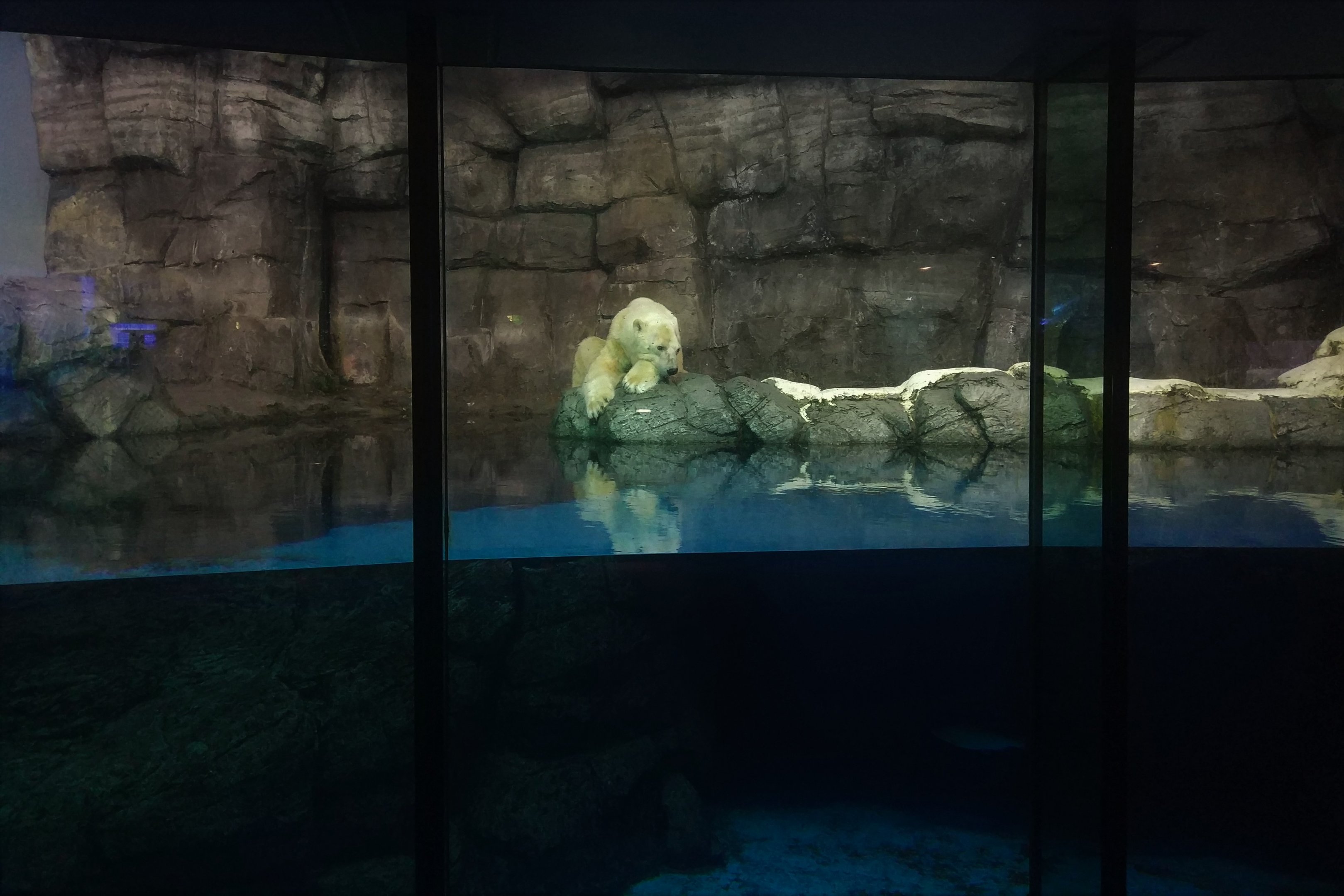 Polar Bear Exhibit