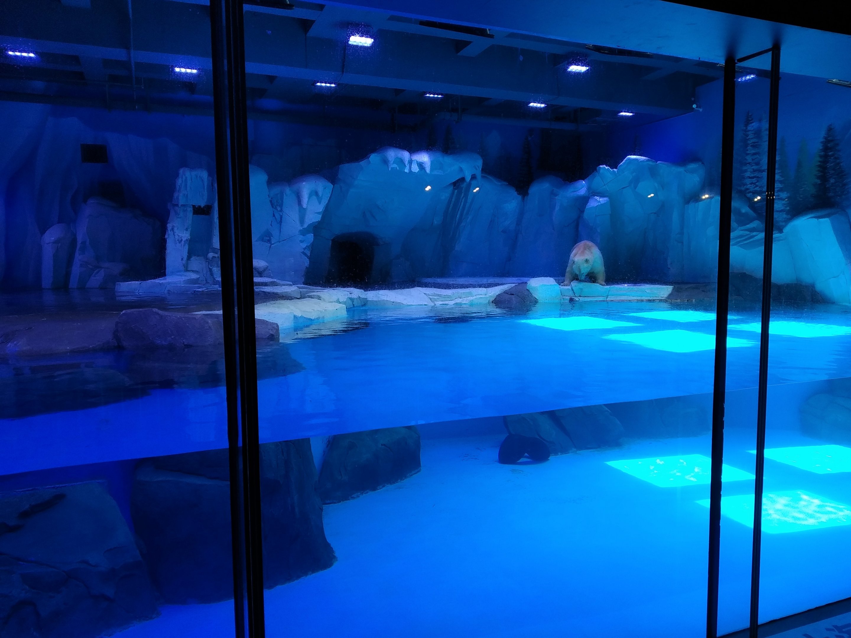 Polar Bear Exhibit