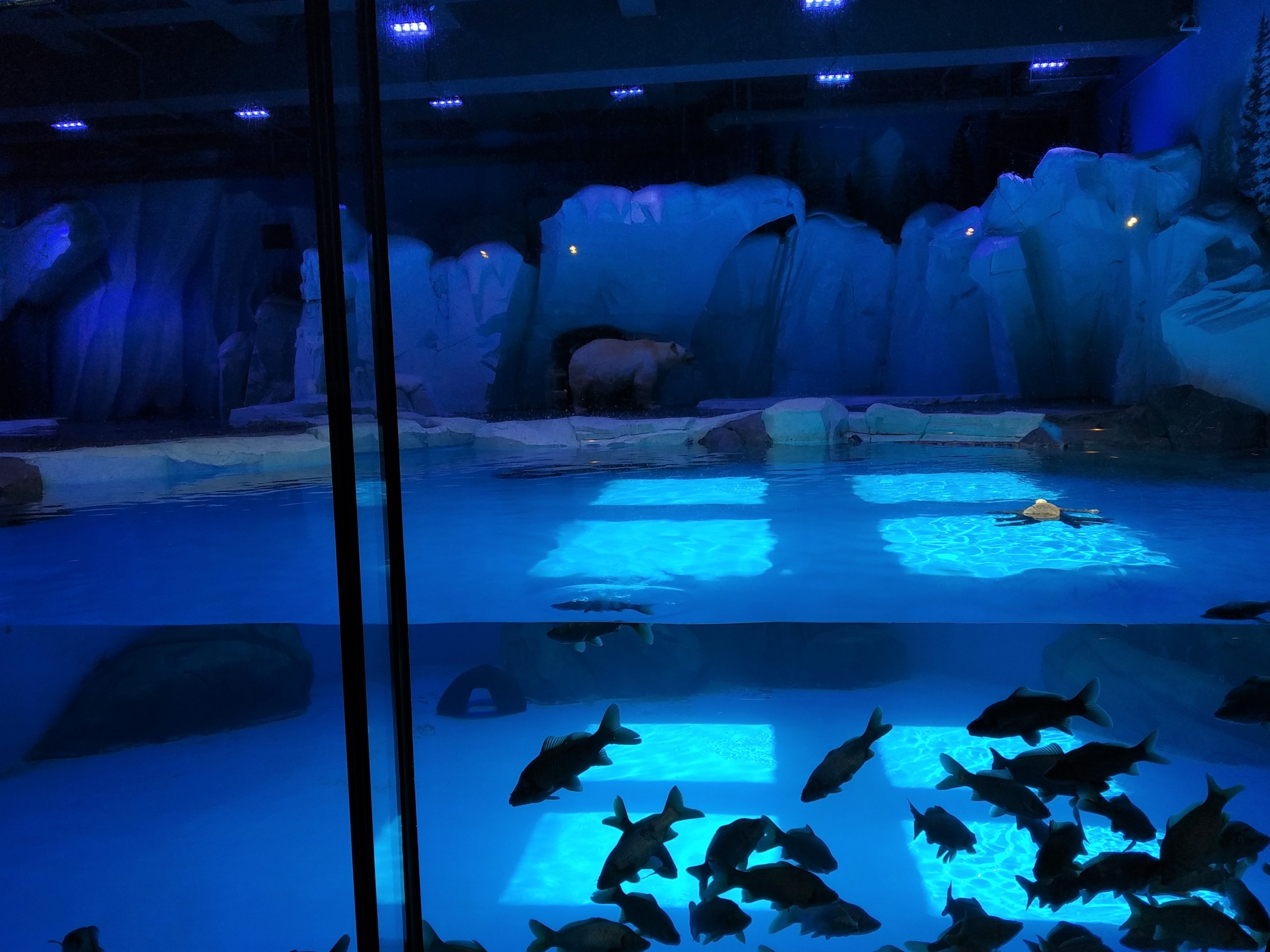 Polar Bear Exhibit