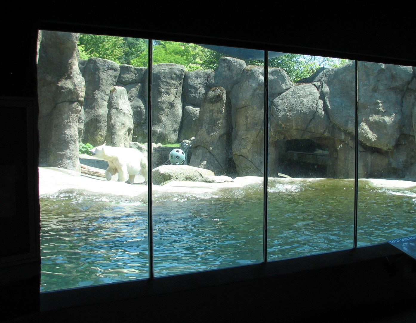 Polar Bear Exhibit