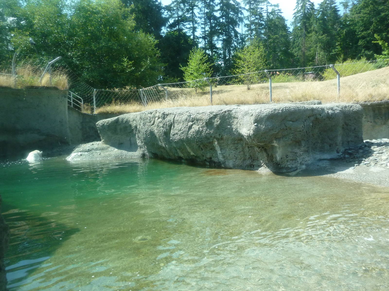Polar Bear Exhibit