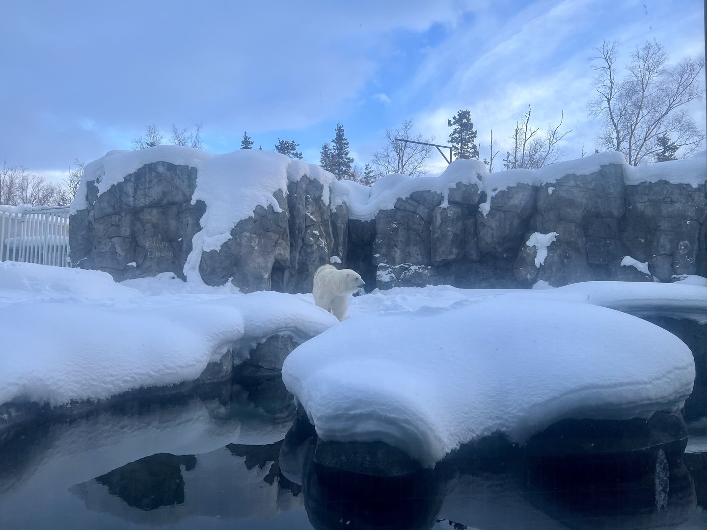 Polar Bear Exhibit