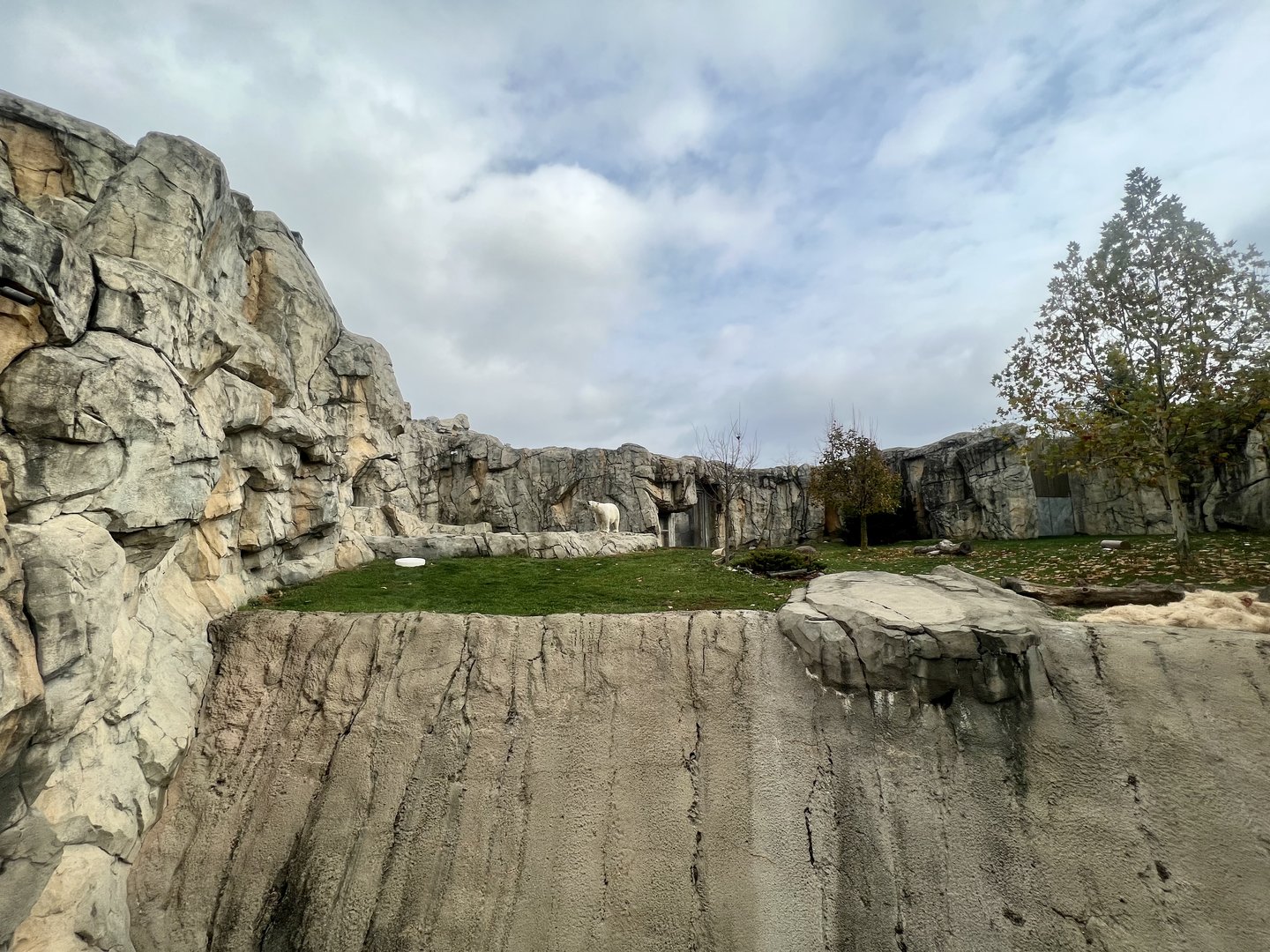 Polar Bear Exhibit