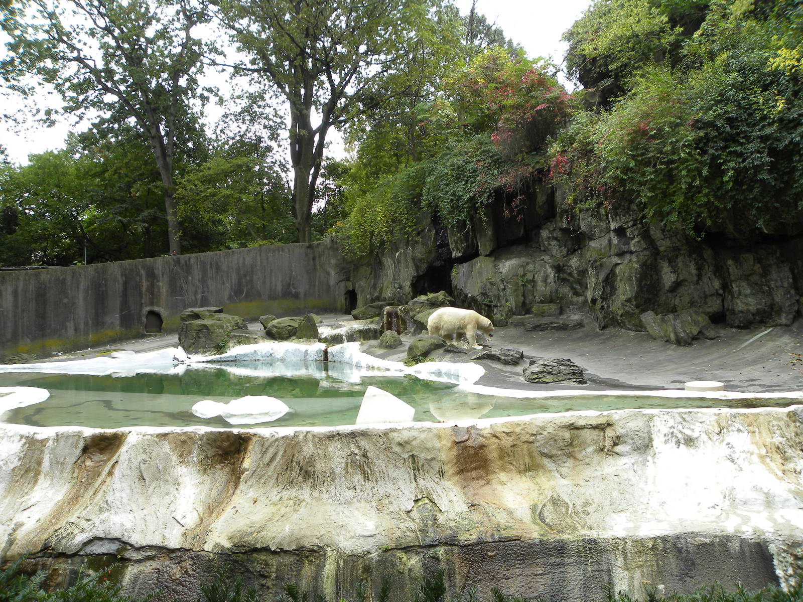 Polar Bear Exhibit