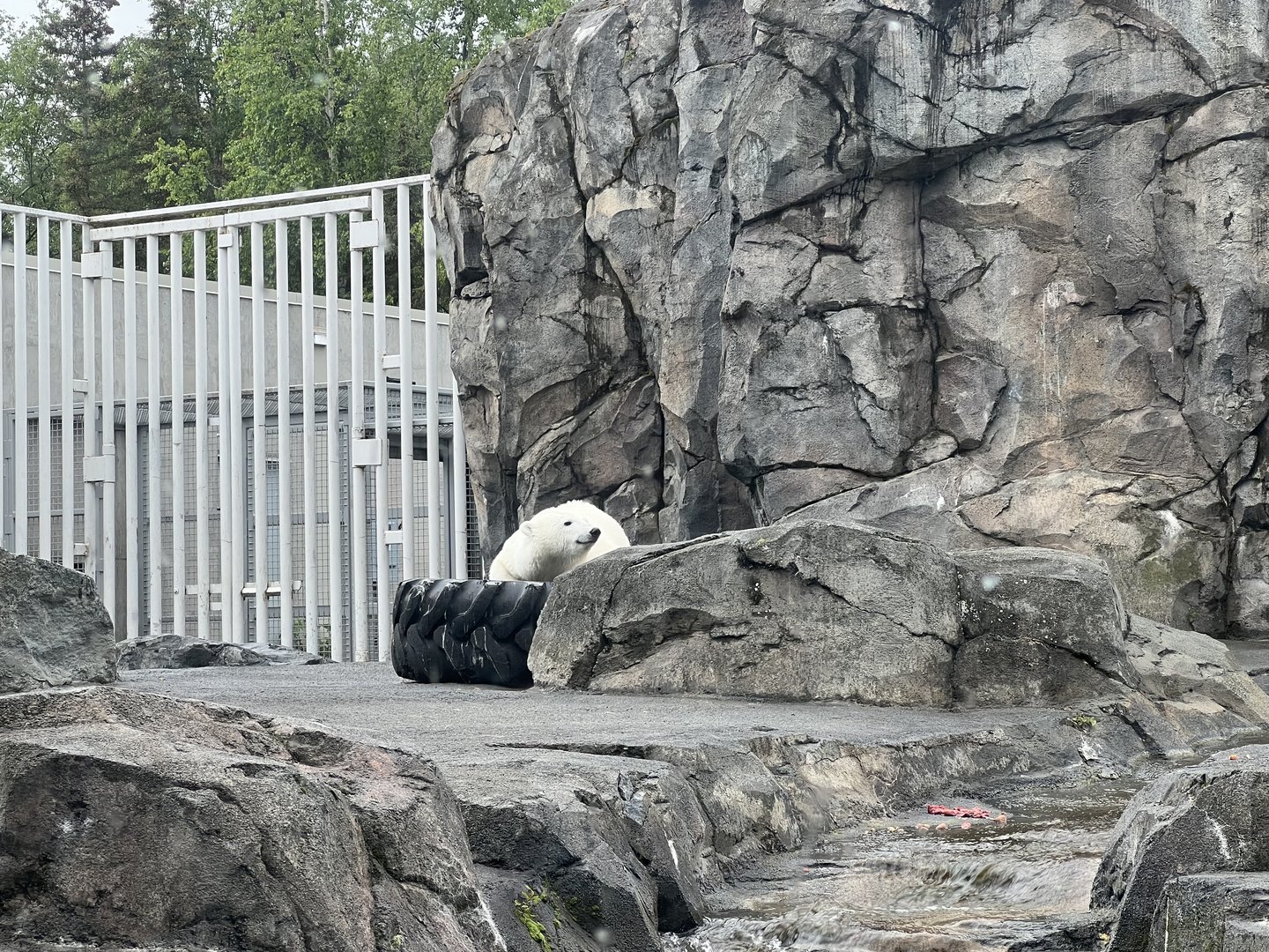 Polar Bear Exhibit