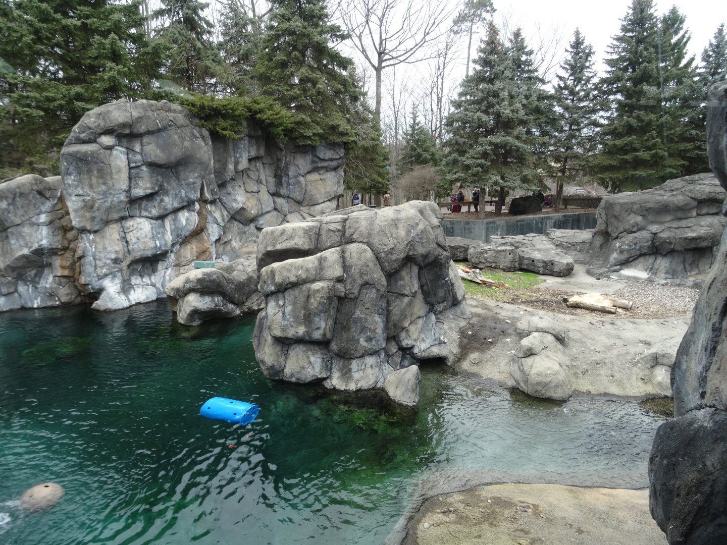 Polar Bear Exhibit