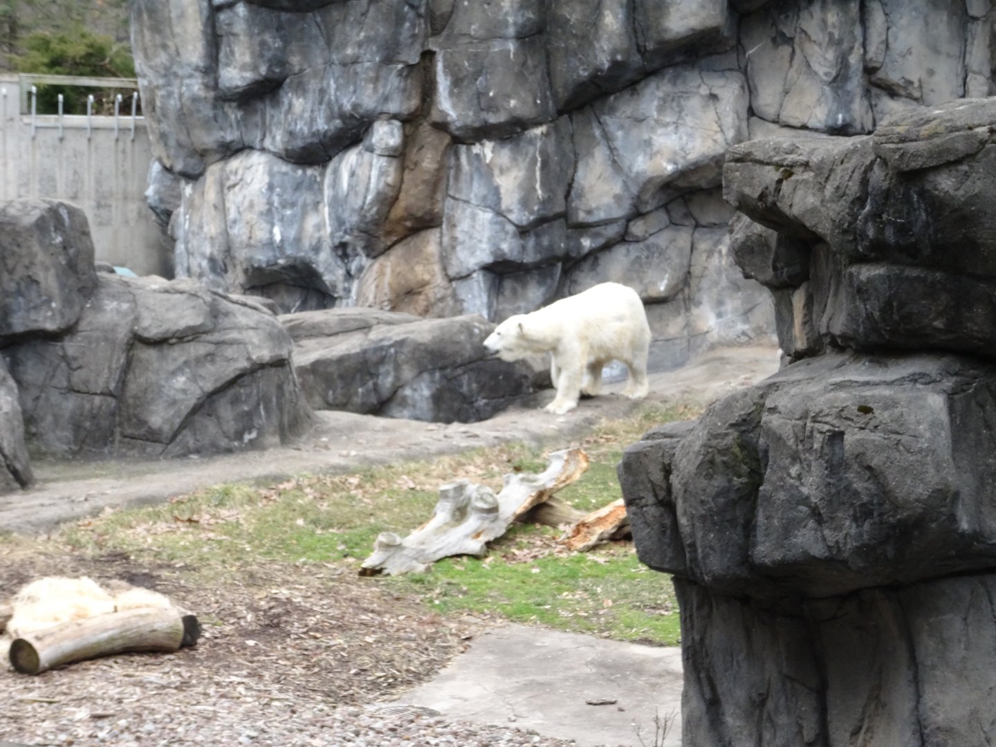Polar Bear Exhibit