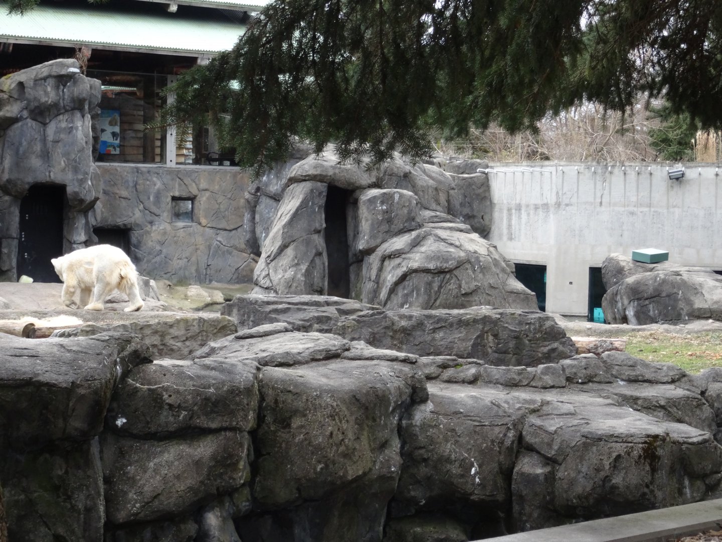 Polar Bear Exhibit