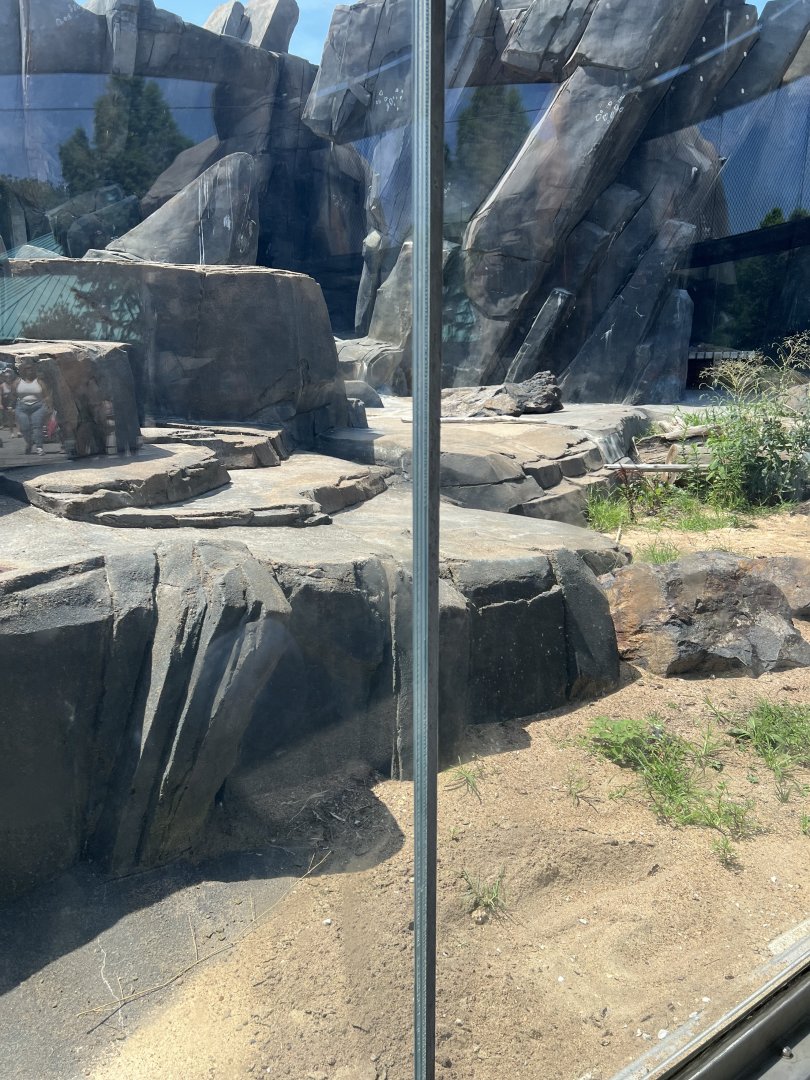 Polar Bear Exhibit
