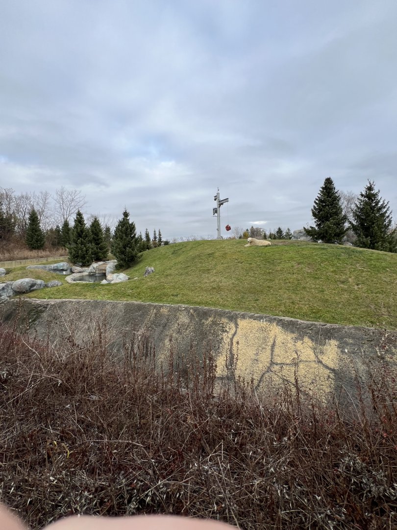 Polar Bear Exhibit