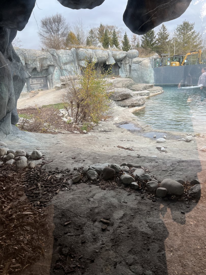 Polar Bear Exhibit