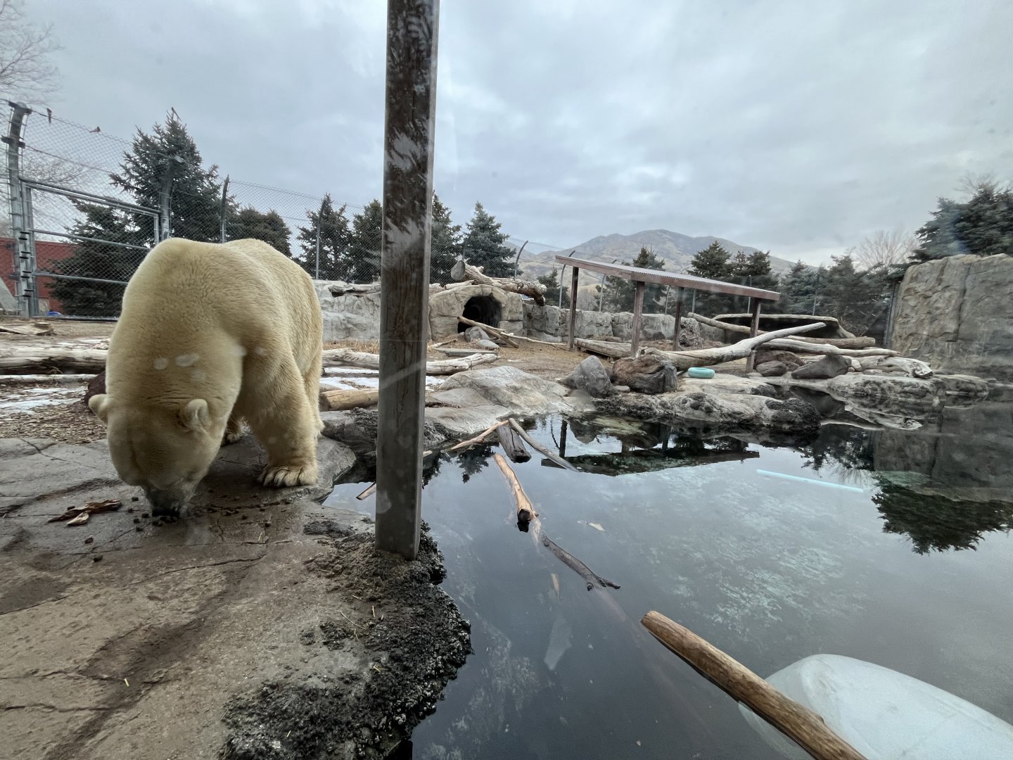 Polar bear exhibit