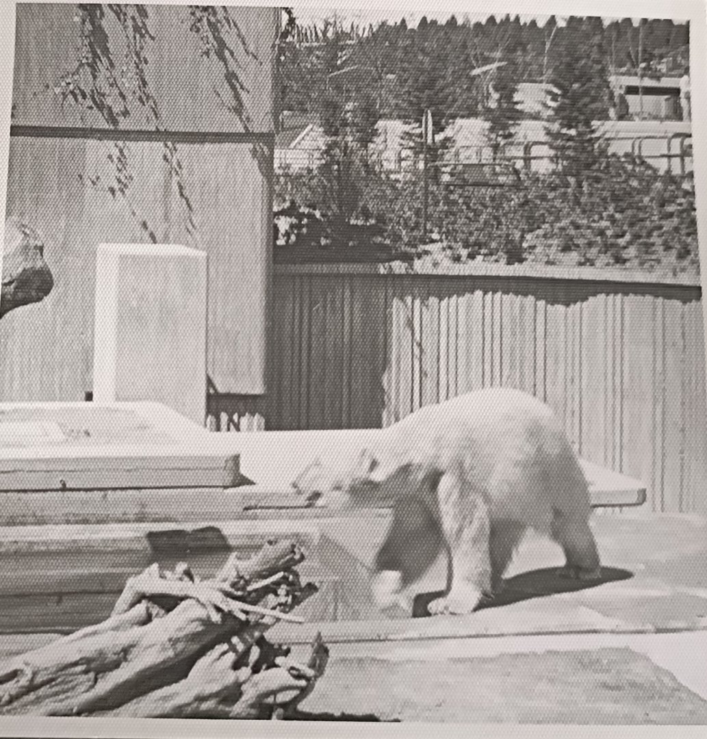 Polar bear exhibit