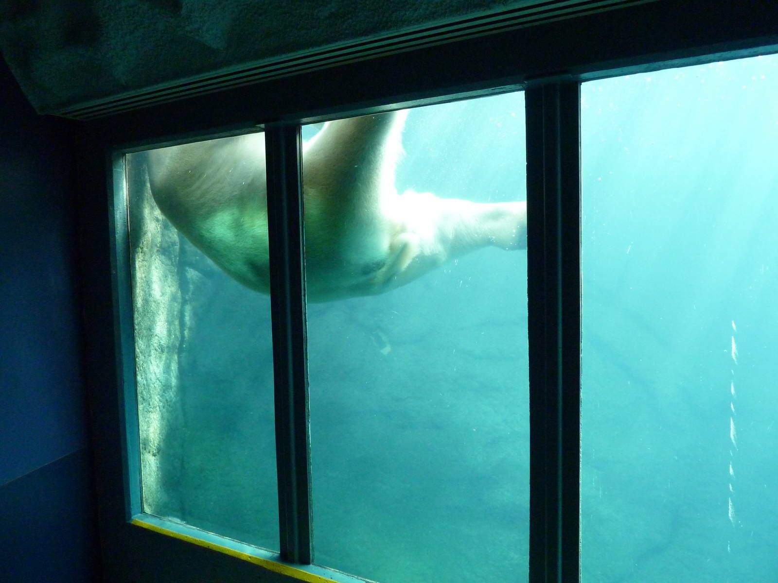 Polar Bear Exhibit