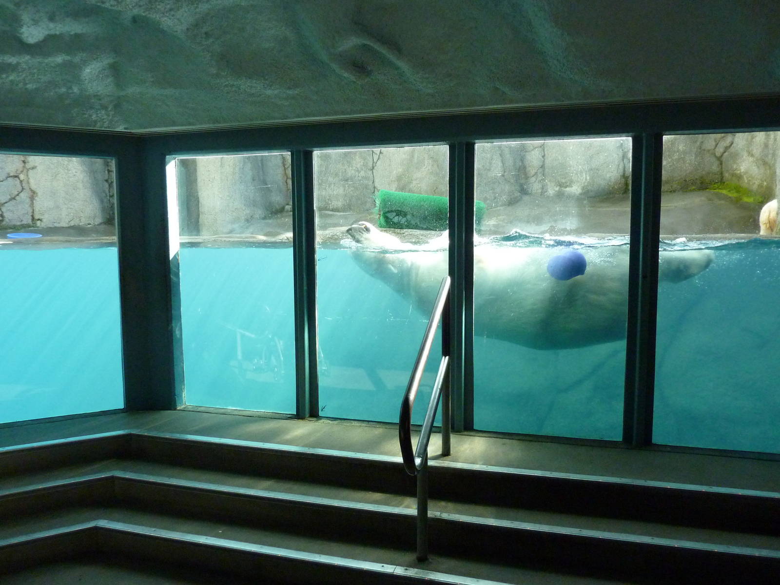 Polar Bear Exhibit