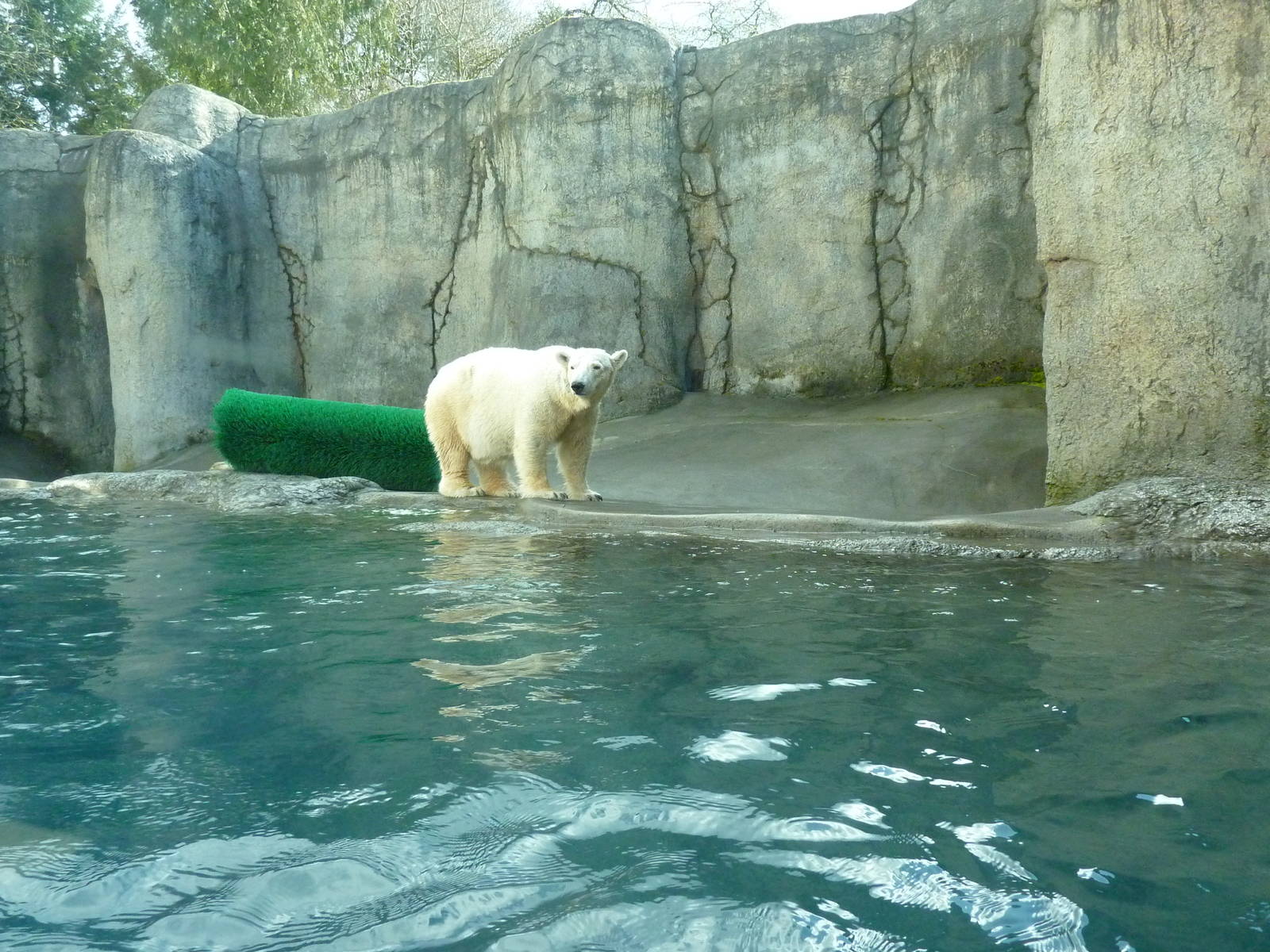 Polar Bear Exhibit