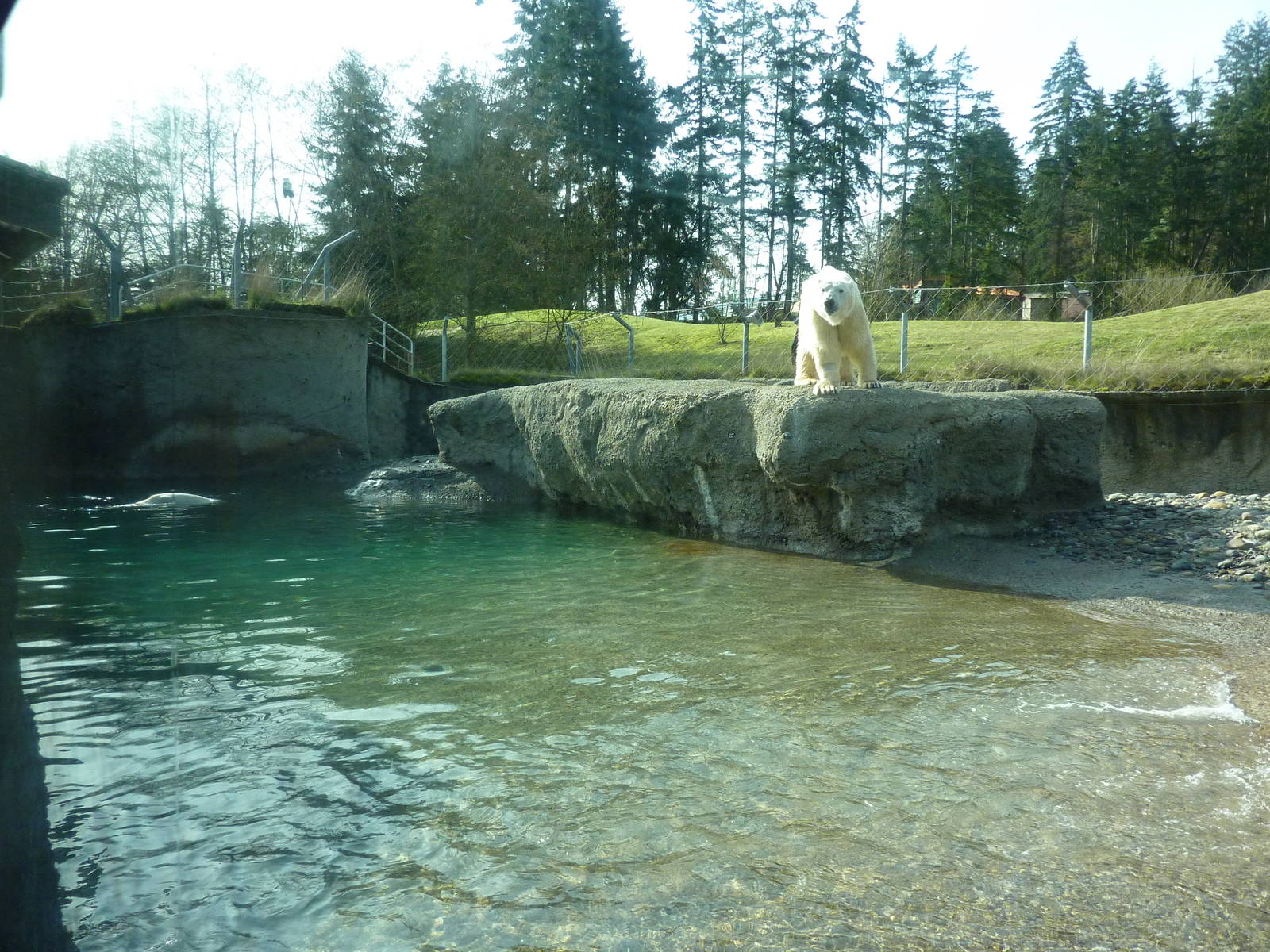 Polar Bear Exhibit
