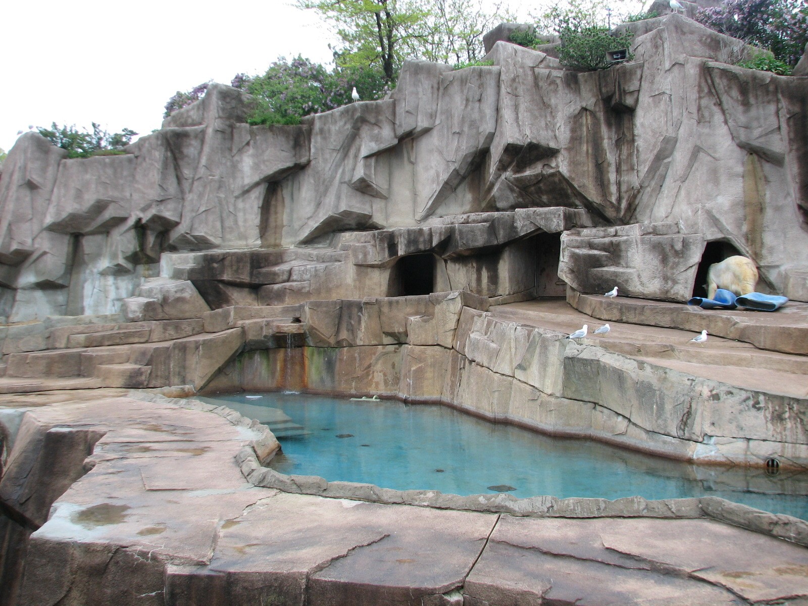 Polar Bear Exhibit