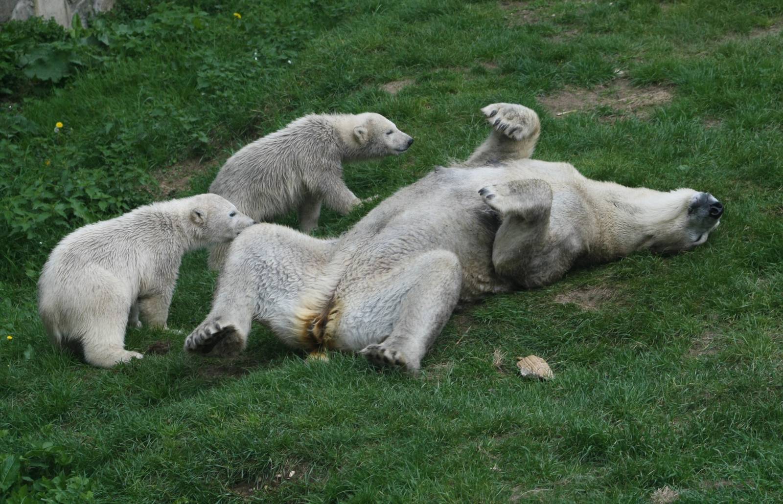 Polar Bear Family.