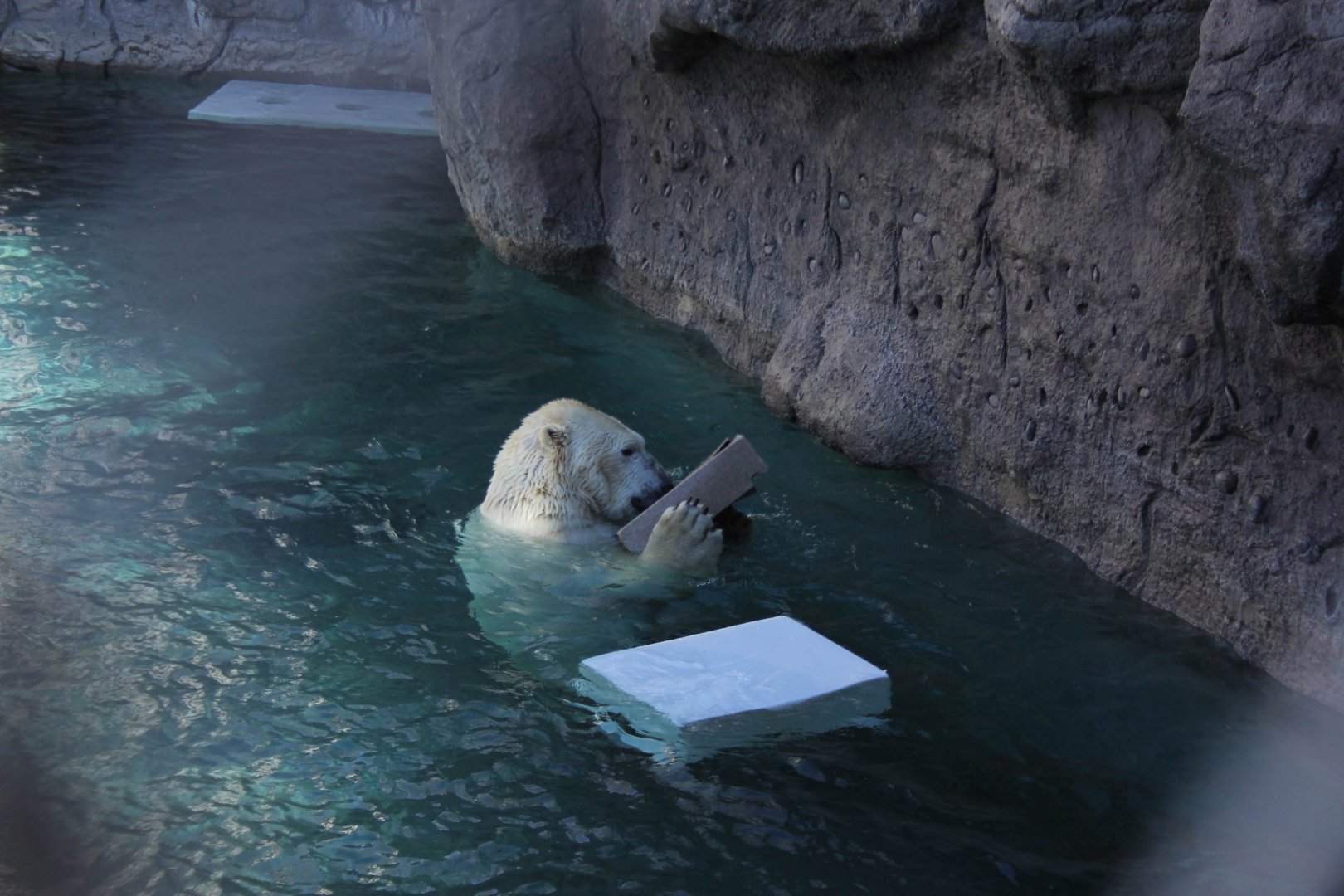 Polar Bear Feb. 13, 2016