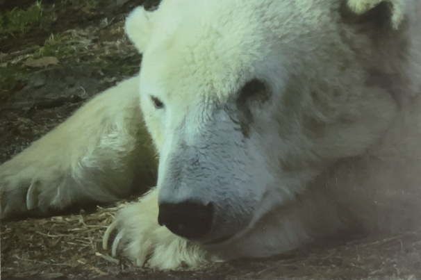 Polar bear February 18, 2018