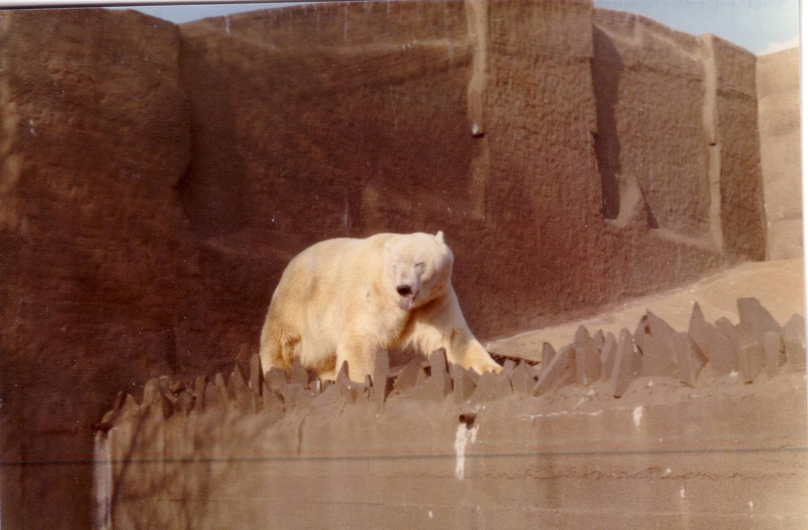 Polar Bear, February 1973