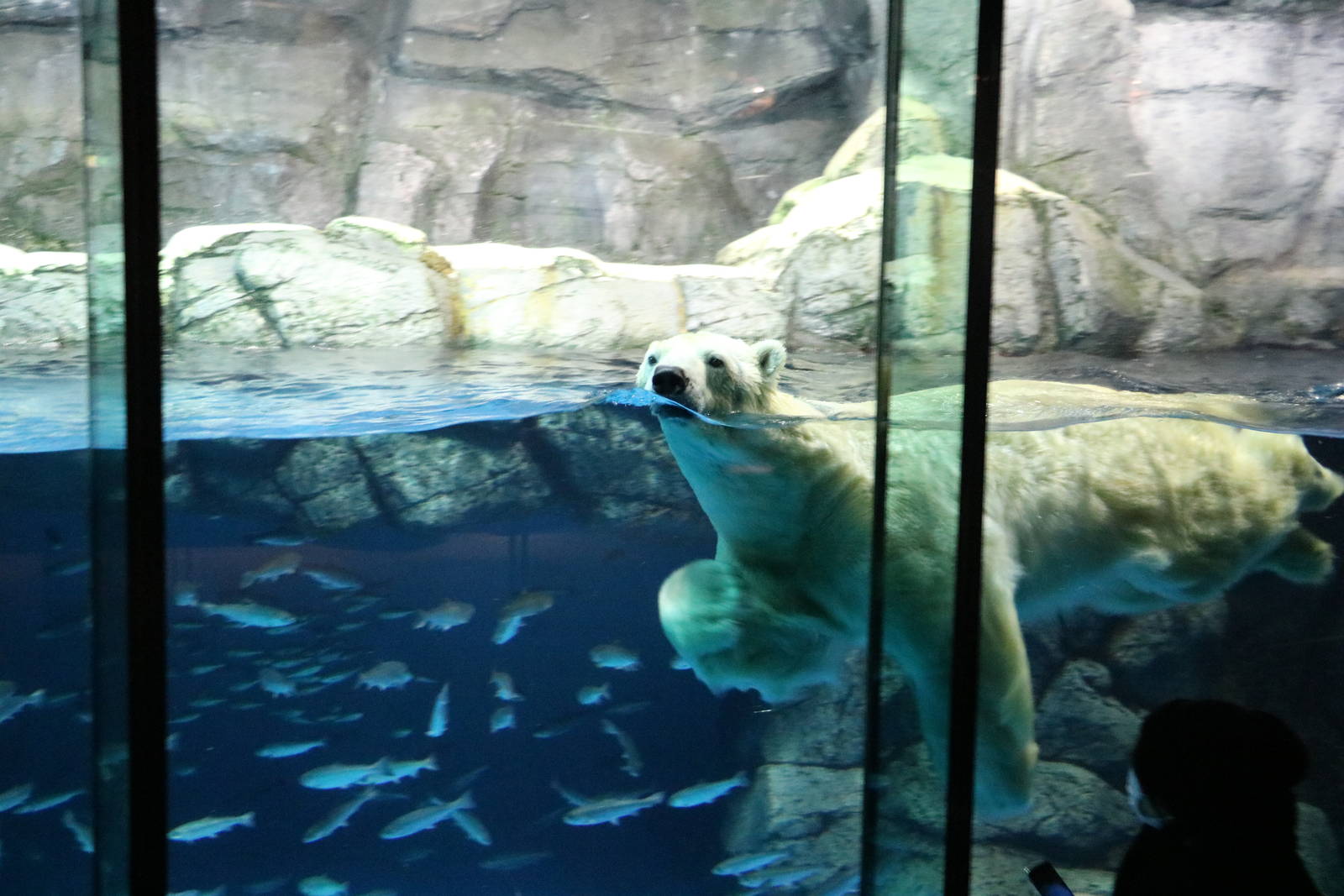 Polar bear, February 2016