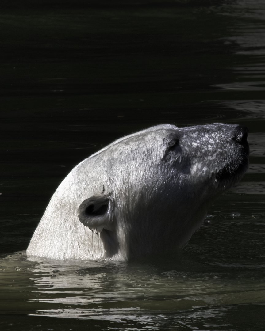 Polar Bear female (2022)