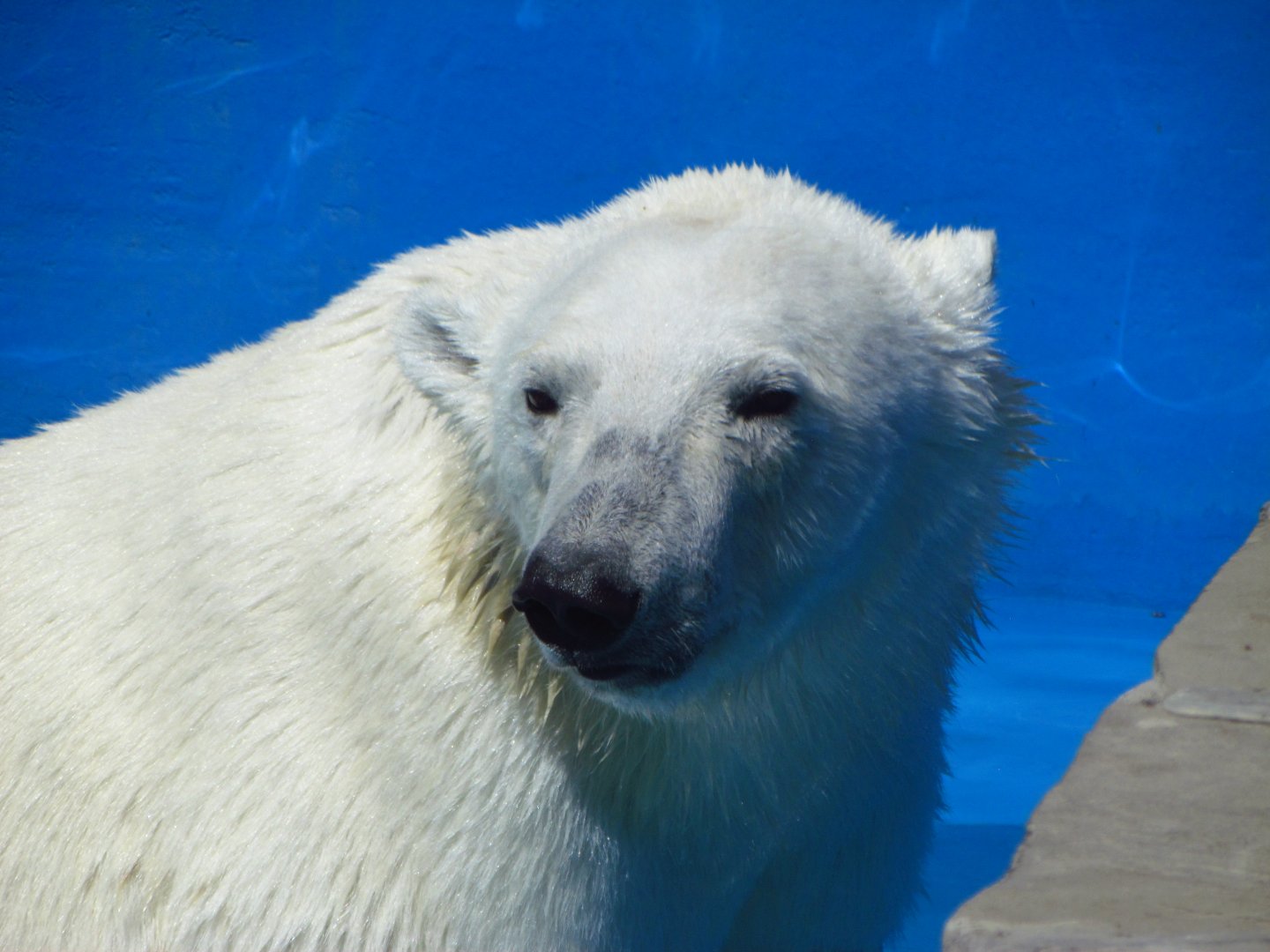 Polar bear female