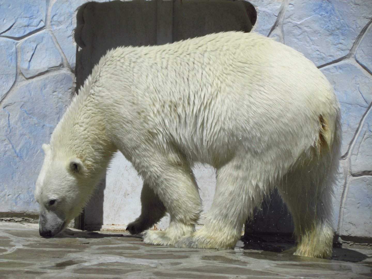 Polar bear female