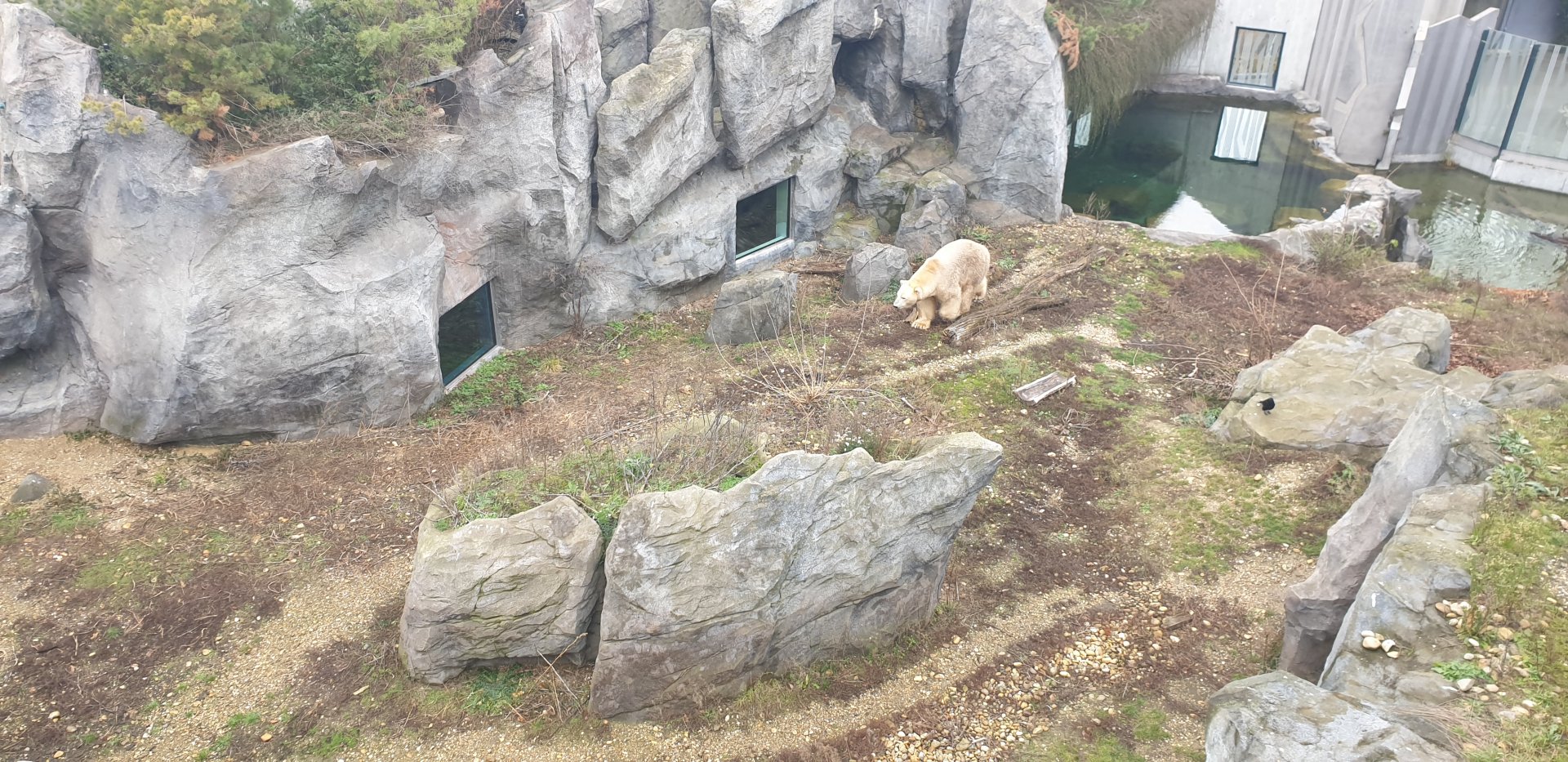 Polar Bear, Franz Joseph Land complex